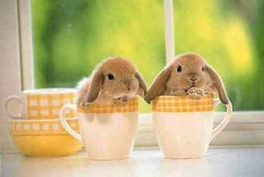 bunnies in cups