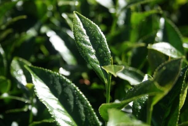 tea leaves up close
